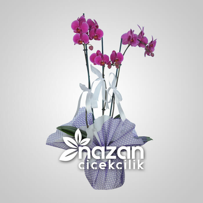 nazan-cicekcilik-3lu-mor-orkide-1 nazan-cicekcilik-3lu-mor-orkide-1