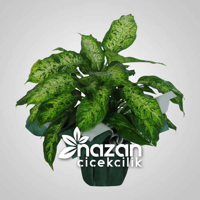 Nazan Cicekcilik Difenbahya 1 Nazan Cicekcilik Difenbahya 1